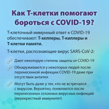 Как помогают Т-клетки при COVID-19